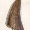 Huge Tyrannosaurus rex tooth - Image 3