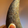 Huge Tyrannosaurus rex tooth - Image 7