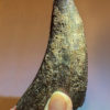 Huge Tyrannosaurus rex tooth - Image 8