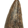 Huge Tyrannosaurus rex tooth - Image 9