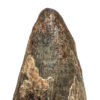 Huge Tyrannosaurus rex tooth - Image 11