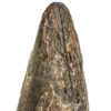 Huge Tyrannosaurus rex tooth - Image 12