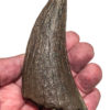 Huge Tyrannosaurus rex tooth - Image 13