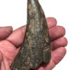 Huge Tyrannosaurus rex tooth - Image 14