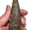 Huge Tyrannosaurus rex tooth - Image 15