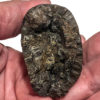 Huge Tyrannosaurus rex tooth - Image 16