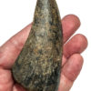 Giant Tyrannosaurus rex tooth - Image 3