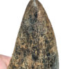 Giant Tyrannosaurus rex tooth - Image 4