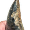 Giant Tyrannosaurus rex tooth - Image 5