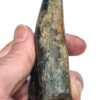 Giant Tyrannosaurus rex tooth - Image 6