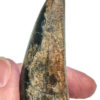 Giant Tyrannosaurus rex tooth - Image 7