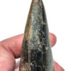 Giant Tyrannosaurus rex tooth - Image 8