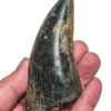 Giant Tyrannosaurus rex tooth - Image 10