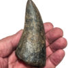 Giant Tyrannosaurus rex tooth - Image 11