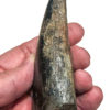Giant Tyrannosaurus rex tooth - Image 12