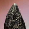 Tyrannosaurus rex tooth - Image 3