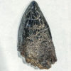 Tyrannosaurus rex tooth - Image 4