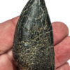 Tyrannosaurus rex tooth - Image 6