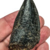 Tyrannosaurus rex tooth - Image 7