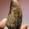 Tyrannosaurus rex tooth with wear facet - Image 2