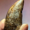 Tyrannosaurus rex tooth with wear facet - Image 3
