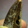 Tyrannosaurus rex tooth with wear facet - Image 4