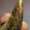 Tyrannosaurus rex tooth with wear facet - Image 5