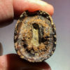 Tyrannosaurus rex tooth with wear facet - Image 6