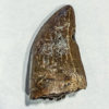 Tyrannosaurus rex tooth with wear facet - Image 7
