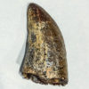 Tyrannosaurus rex tooth with wear facet - Image 8