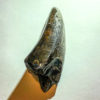 Tyrannosaurus rex tooth, The Natural Canvas