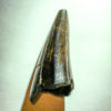 Tyrannosaurus rex tooth, The Natural Canvas