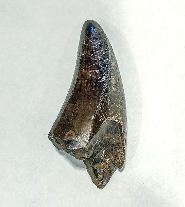 Tyrannosaurus rex tooth, The Natural Canvas