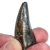 Tyrannosaurus rex tooth, The Natural Canvas