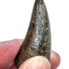 Tyrannosaurus rex tooth, The Natural Canvas