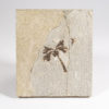 Eocene Flower - Amaryllidaceae - Image 2