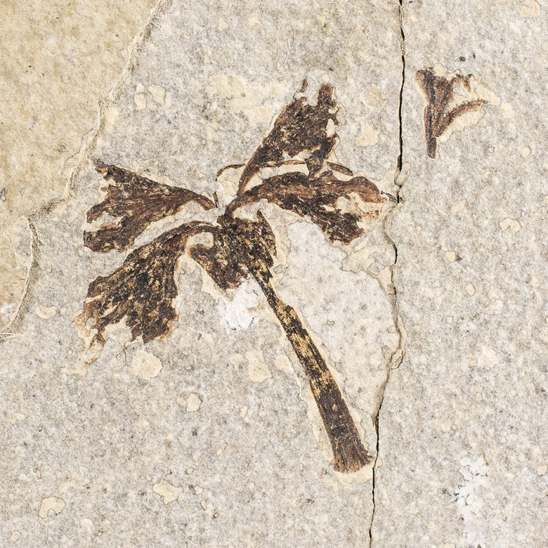 Eocene Flower &#8211; Amaryllidaceae, The Natural Canvas