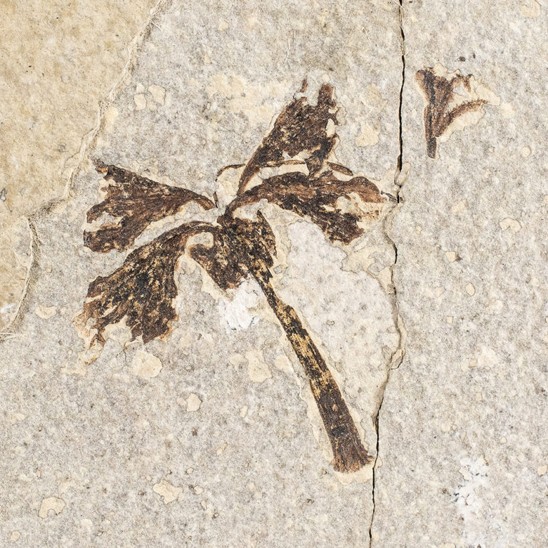 Eocene Flower - Amaryllidaceae