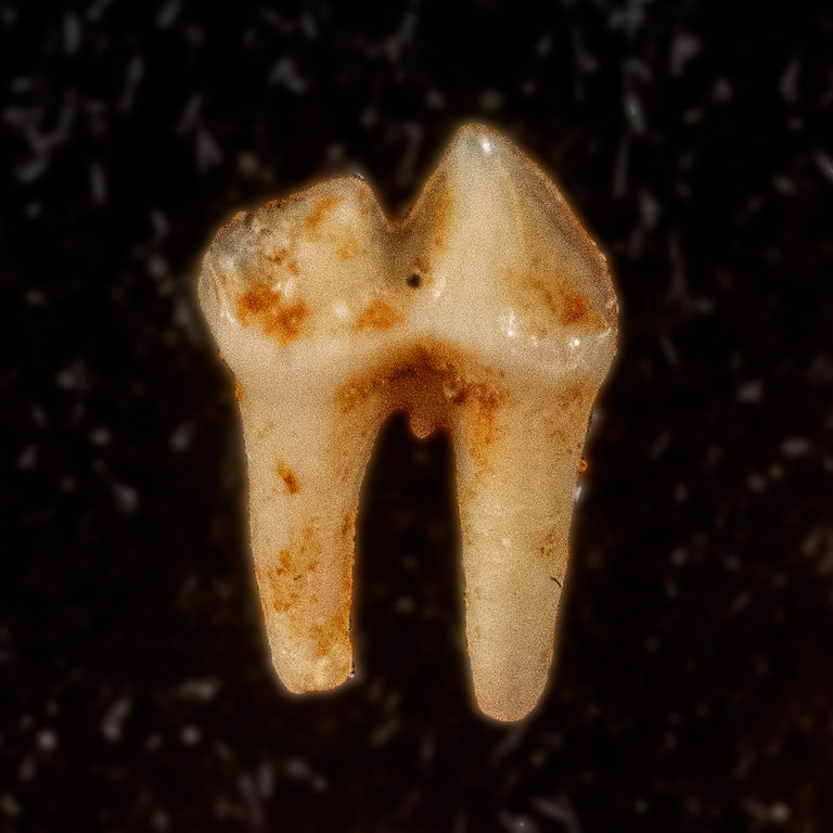 Eocene Bat Molar from France - Vespertiliavus