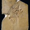 Book - ARCHAEOPTERYX - The Icon of Evolution - Image 2