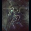 Book - ARCHAEOPTERYX - The Icon of Evolution - Image 3