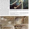 Book - ARCHAEOPTERYX - The Icon of Evolution - Image 4