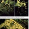 Book - ARCHAEOPTERYX - The Icon of Evolution - Image 5