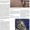Book - ARCHAEOPTERYX - The Icon of Evolution - Image 6