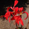 Eocene Flower - Amaryllidaceae - Image 3