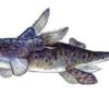 A "flying" shark? - Iniopteryx - Image 3