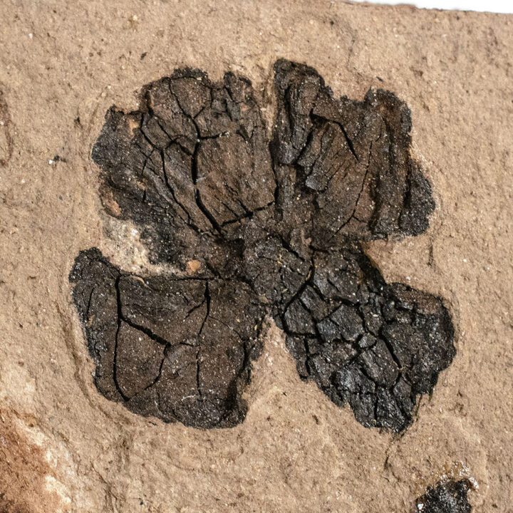 Chamaecyparis linguaefolia