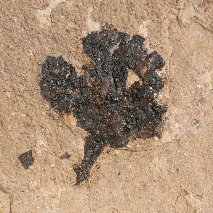 Chamaecyparis linguaefolia