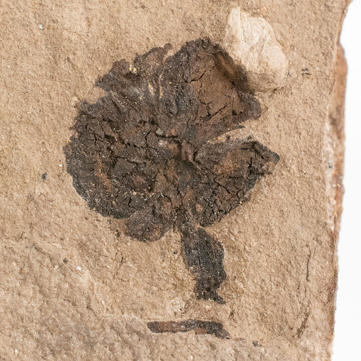 Chamaecyparis linguaefolia