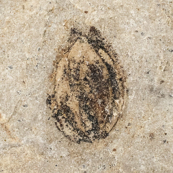 Fossil seed - Carpolithus sp.